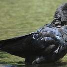 Corbeau à gros bec