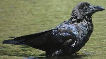 Corbeau à gros bec