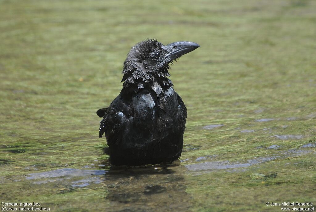 Corbeau à gros bec