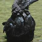 Corbeau à gros bec