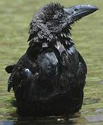 Large-billed Crow