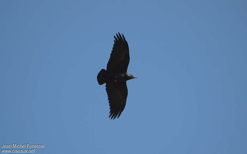 Fan-tailed Ravenadult, Flight, Behaviour