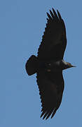 Fan-tailed Raven