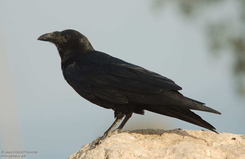 Fan-tailed Raven