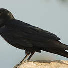 Corbeau à queue courte