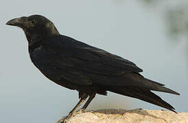 Fan-tailed Raven