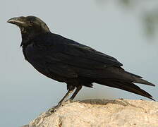 Fan-tailed Raven