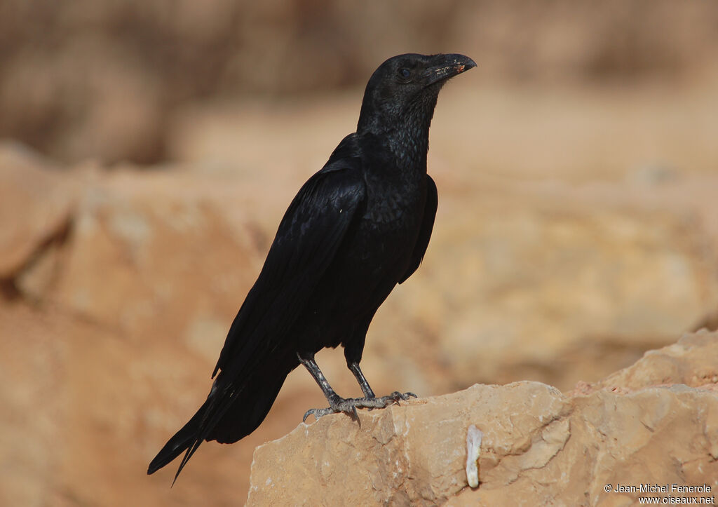 Fan-tailed Raven