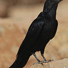 Corbeau à queue courte