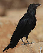 Fan-tailed Raven