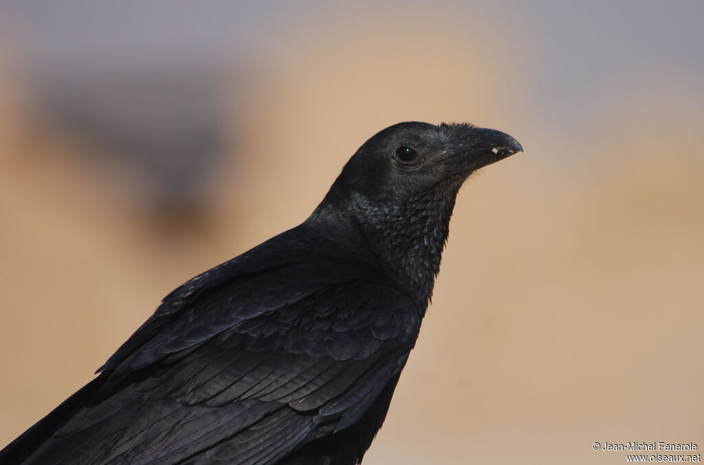 Fan-tailed Raven