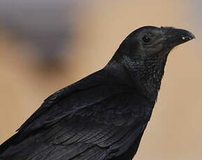 Corbeau à queue courte