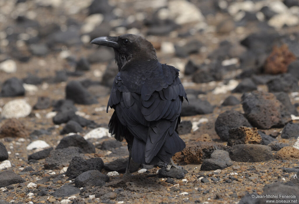 Brown-necked Raven