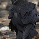 Corbeau brun