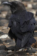 Brown-necked Raven