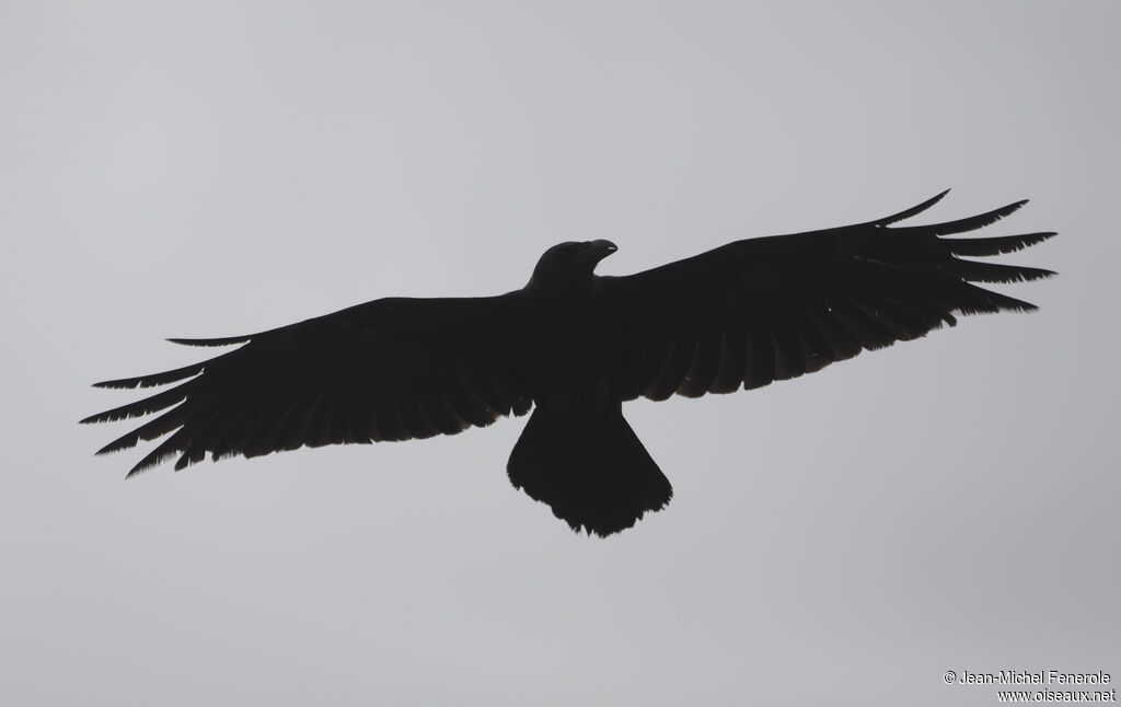 Brown-necked Raven