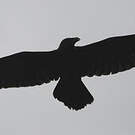 Corbeau brun