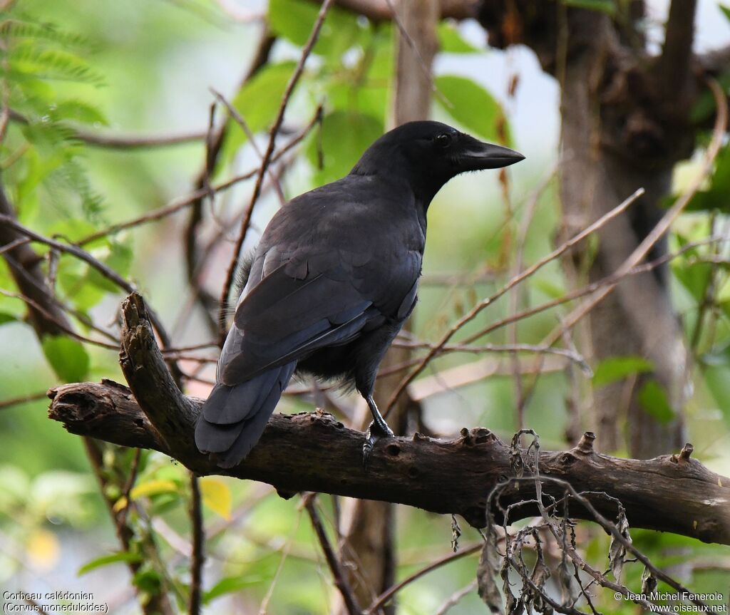 Corbeau calédonien