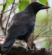 New Caledonian Crow