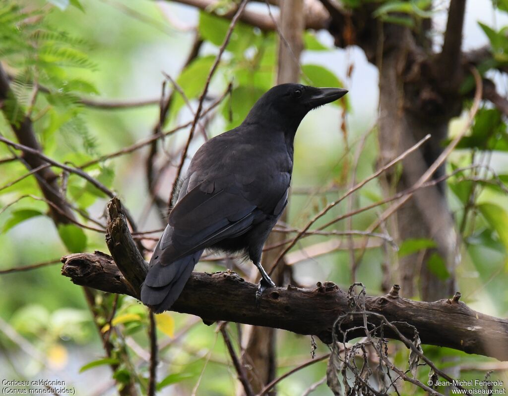 New Caledonian Crow