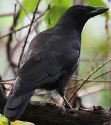 New Caledonian Crow