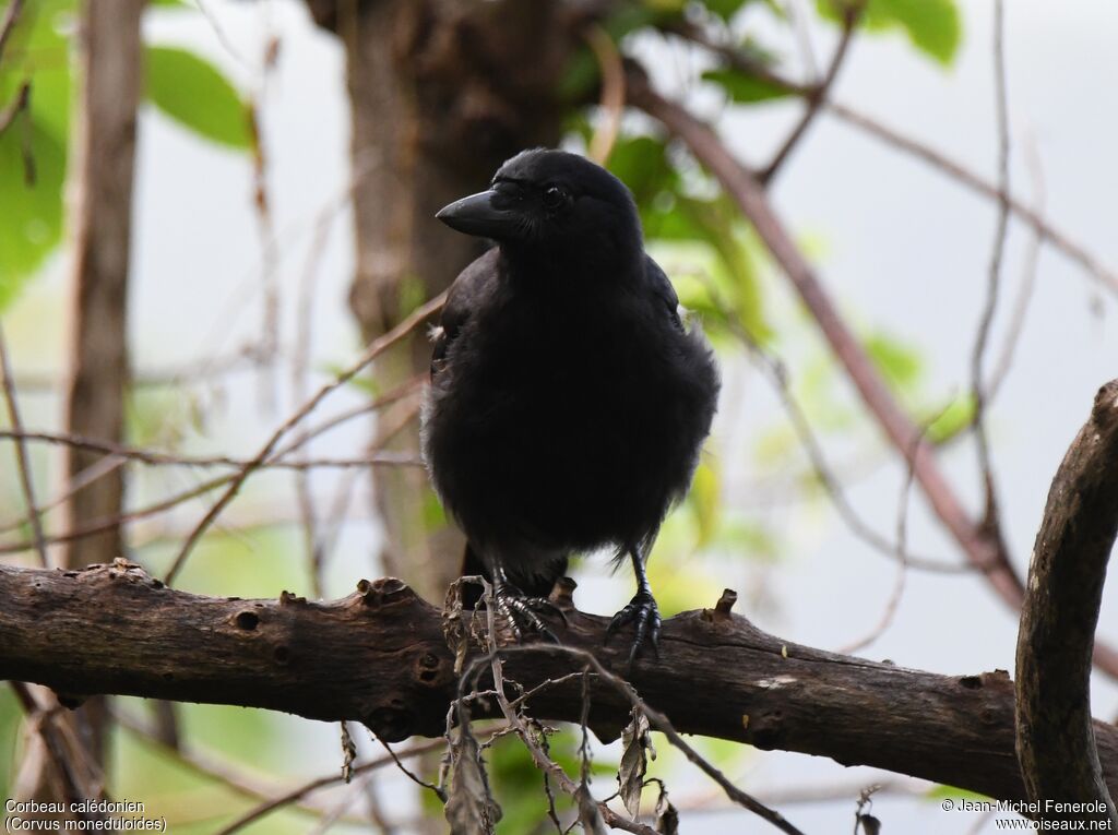 Corbeau calédonien