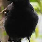 Corbeau calédonien