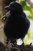 New Caledonian Crow