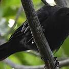 Corbeau calédonien