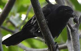 New Caledonian Crow