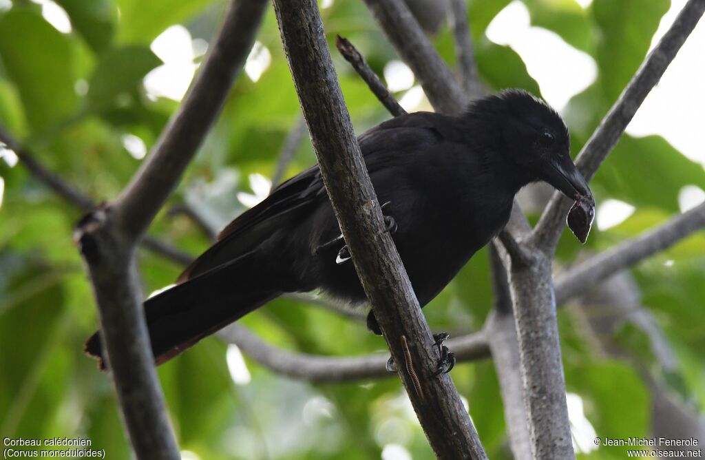 Corbeau calédonien