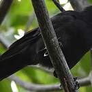 Corbeau calédonien