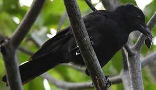 New Caledonian Crow