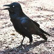 Australian Raven