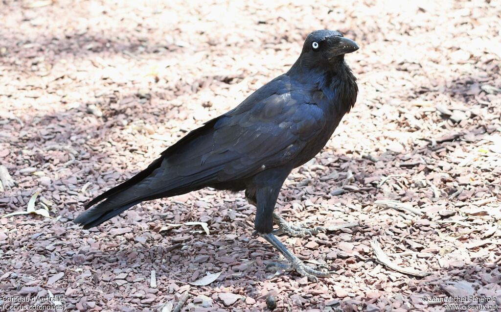 Australian Raven