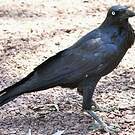 Corbeau d'Australie