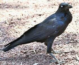 Corbeau d'Australie