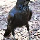 Corbeau d'Australie