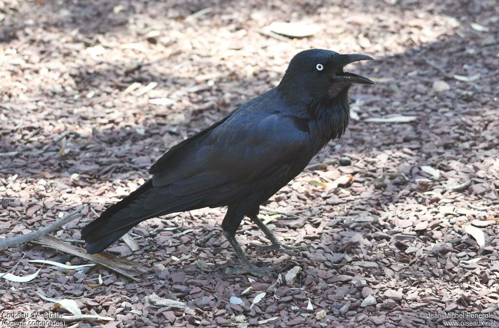 Australian Raven