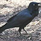 Corbeau d'Australie