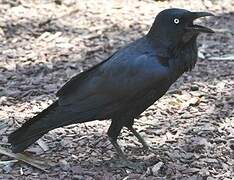 Australian Raven