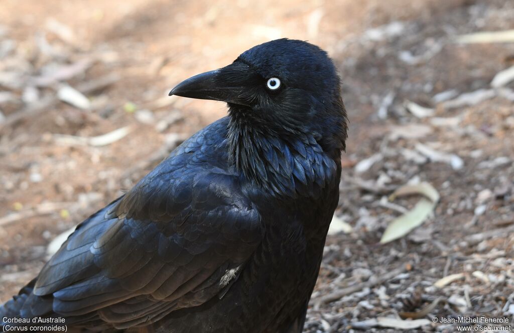 Australian Raven