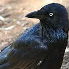 Corbeau d'Australie
