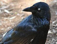 Australian Raven