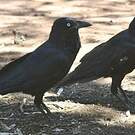 Corbeau d'Australie