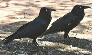 Australian Raven