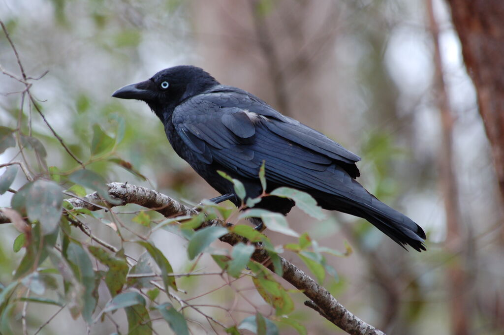 Corbeau de Torresadulte, identification