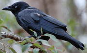 Corbeau de Torres