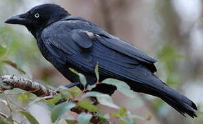 Torresian Crow