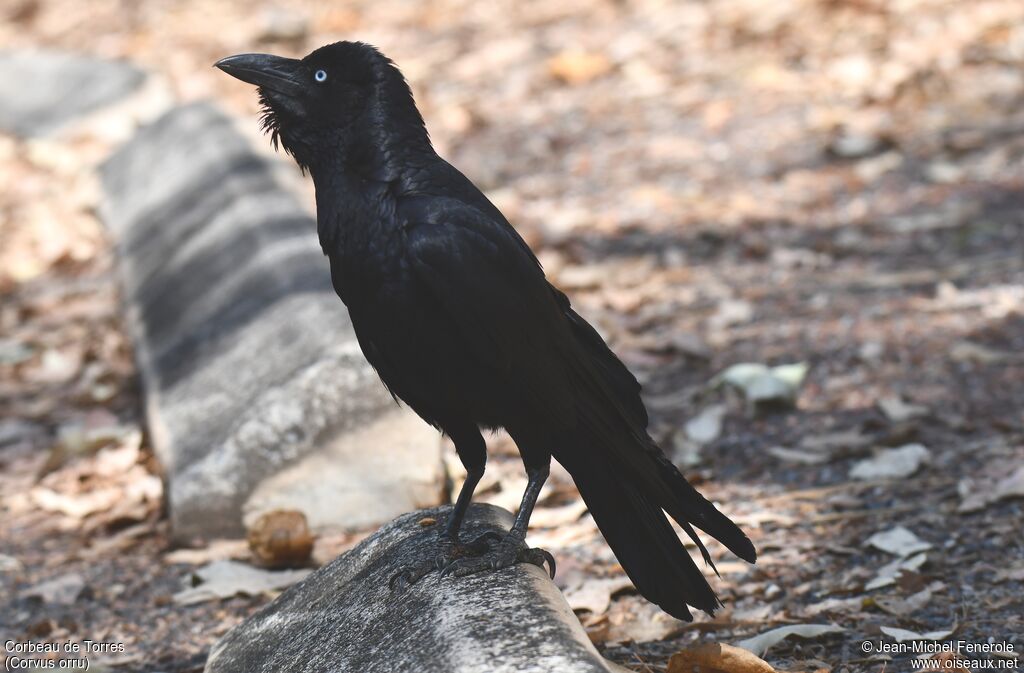 Corbeau de Torres